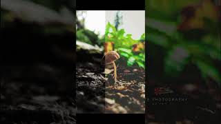 Psathyrella spadicea বা Homophron spadiceum  সাধারণত চেস্টনাট ব্রিটলস্টেম নামে পরিচিত nature [upl. by Leuname116]