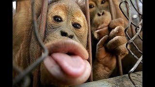 BETISIER Best monkey moment  MEILLEUR video de singe drole et RIGOLOS 🤪😜🙈🙉🙊ANIMAUX [upl. by Lisandra765]