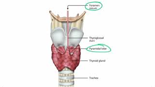 Embryology Endocrinology Section 1 – Endocrine Embryology – [upl. by Enelyt]