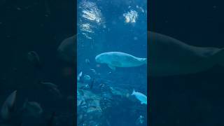 Dugong swimming in sea world [upl. by Nichani932]