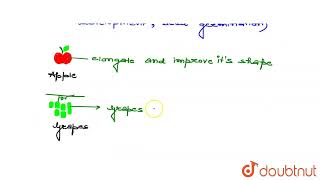 What are gibberellins  Write the applications of gibberellins  CLASS 11  PLANT GROWTH AND D [upl. by Notnert681]