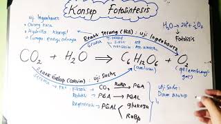Konsep Fotosintesis  Reaksi Terang dan Reaksi Gelap [upl. by Eniliuqcaj80]