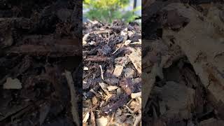 Ant Hill Explosion  ants anthill creepy [upl. by Godiva413]