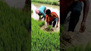 Amazing Farmers Uprooting Paddy Seedlings shorts [upl. by Anigroeg]