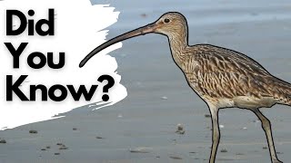 Things you need to know about CURLEWS [upl. by Adnawad]