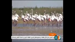 Iran Migrating flamingo Dorgeh Sangi wetland Naqadeh county فلامينگوهاي مهاجر تالاب درگه سنگي نقده [upl. by Annyahs]