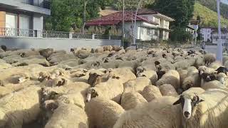 tokat erbaa akça köyü yayla yolculugu karayakakoyunu [upl. by Carla257]