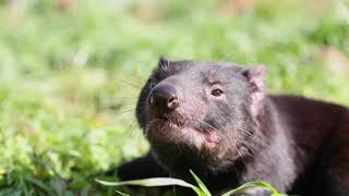 Demonio de Tasmania afectado por cáncer facial contagioso ha perdido el 85 de su población [upl. by Berkshire55]