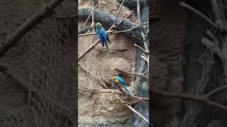 shortvideo Macaw Bird [upl. by Hopper390]