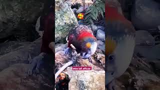 birds wildlife forest animals nature new mdsadiquems the lafi official greenscreen green [upl. by Ayekat]