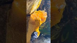 Massive 40 KG Cliff Honey Haul 🍯🐝 shorts trending honey ArabsBoutoeq VladandNiki [upl. by Ohs]