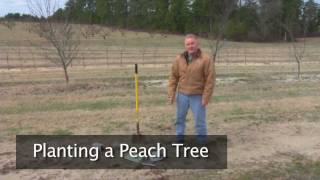 Planting a Peach Tree [upl. by Emmanuel]