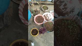 Winter flowers seeds ka sabse अच्छा result 100Mila hai [upl. by Nitsyrc858]