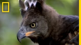 Eagle vs Water Chevrotain  National Geographic [upl. by Blessington]