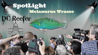 Spotlight quotMelanurus Wrassequot [upl. by Pfeifer]