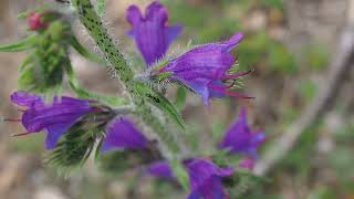 La Vipérine commune Echium vulgare [upl. by Urana764]