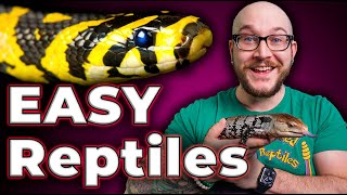 The 5 EASIEST Reptiles ANYONE Can Care For [upl. by Greenberg]