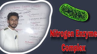 Nitrogenase Enzyme Complex  Nitrogen Fixation [upl. by Wolgast677]