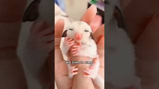 The girl adopted baby sugar glider shorts cute animals [upl. by Axela]