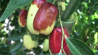 Whats Growing On with Jujube An Alternative Fruit Tough Enough for Texas [upl. by Aihsekel]