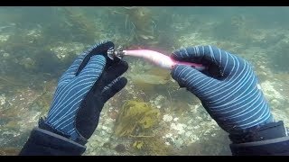 Diving Blackmans Bay Squid Jigs Galore [upl. by Bodrogi]