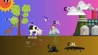 Vòng tuần hoàn carbonChu trình carbonThe Carbon cycle [upl. by Annahsal]