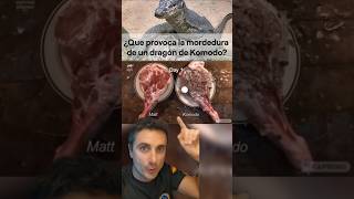 Mordedura de un Dragón de Komodosupervivencia curiosidades sabiasque [upl. by Shelton13]