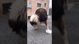 Tornjak dog youtubeshorts viral dogbreed [upl. by Sou168]