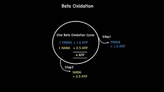 Calculating ATP Yield From The Beta Oxidation of Saturated Fatty Acids [upl. by Noivad682]