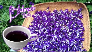 HOW TO MAKE BLUE TERNATE TEA  LOTS OF HEALTH BENEFITS  CLITORIA TERNATEA [upl. by Newg]