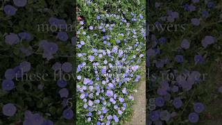 Morning glory flowers youtubeshortsyoutubeviralflowersspring [upl. by Tiana]