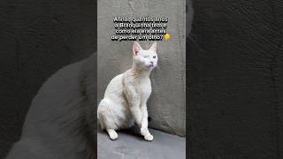 COMO ELA ERA ANTES DE PERDER O OLHO 👁️🐱 gatos gato gatosfofos gatosengraçados gatofofo gata [upl. by Ebert]