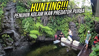 BORONG HEDON MASUKIN PULUHAN IKAN PREDATOR DI KOLAM IKAN PURBA GUYS [upl. by Soph286]