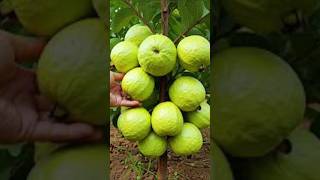 Great ide to propagation guava tree by air layering using a plastic shorts [upl. by December376]