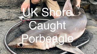 🦈🎣 UK Shore Caught Porbeagle 2022🎣🦈 [upl. by Meuse825]