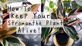 Stromanthe Triostar Plant Care Tips amp Tricks  How To Keep Your Stromanthe Houseplants ALIVE [upl. by Rochemont]