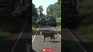 Choti madhu black on road from tadoba junona buffar zon in Chandrapur Maharashtra [upl. by Appilihp]