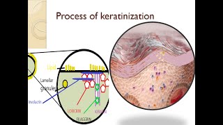 Dental lecture topic gingiva part 3 process of keratinization [upl. by Eirrahs]