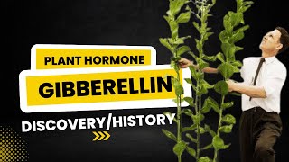 Gibberellin Plant Hormone  Discovery and Historical Background  Discovery of Gibberellin [upl. by Ahtnammas764]