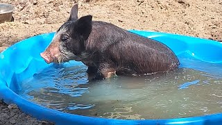 Bershire pig pool pig berkshire pets [upl. by Savdeep]