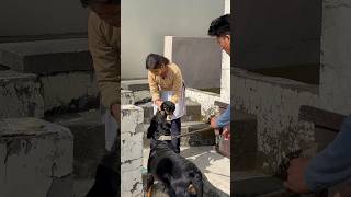 Rottweiler mumma says goodbye to her puppy 😭💔shorts motherlove puppy doglover [upl. by Elirpa704]