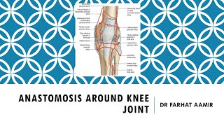 Anastomosis around Knee Joint [upl. by Loren]