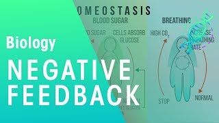 Negative Feedback  Physiology  Biology  FuseSchool [upl. by Ecyak232]