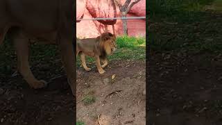 Hyderabad zoo park [upl. by Camille455]