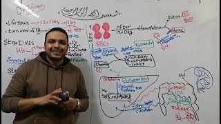 2 Heme Catabolism Hyperbilirubinemia amp Jaundice علاج بنها [upl. by Bowles251]