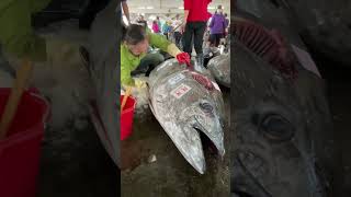 Clearing Ice from a Giant Bluefin Tuna Belly Prep for the Big WeighIn ❄️🐟 Tuna bluefintuna [upl. by Farrell]