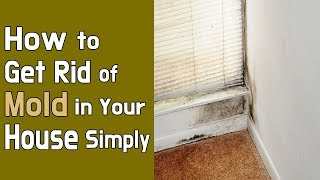 How to Get Rid of Mold in Your House Simply [upl. by Melcher]