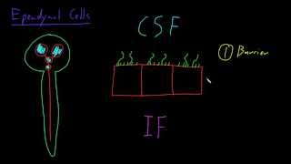 Ependymal cells [upl. by Oznarol]