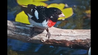 Rose breasted Grosbeak [upl. by Anival441]