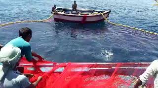 PURSE SEINE FISHING  FISHING AT RATNAGIRI  TRADITIONAL NET FISHING  penangkapan ikan  isda [upl. by Arrej]